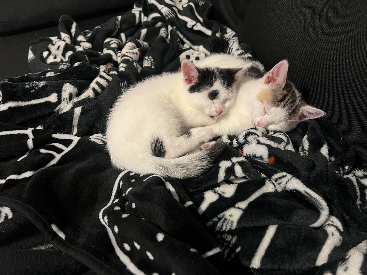 2 small kittens